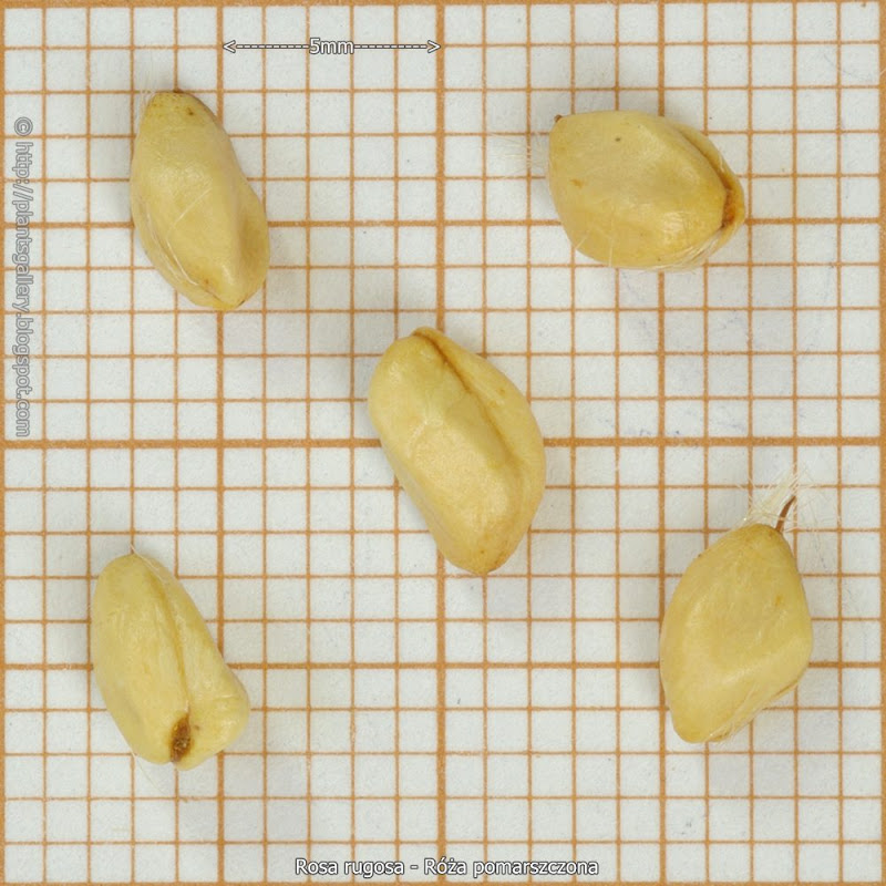 Plant Gallery Encyklopedia Roślin Rosa rugosa Róża pomarszczona